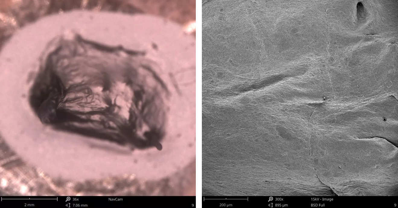扫描电镜 (右) 明显比光学显微镜 (左) 具有更好的景深分辨能力